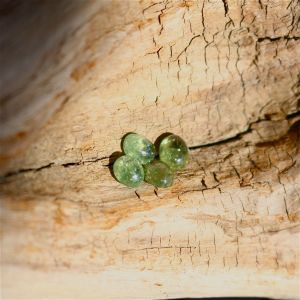 grenats démantoide madagascar de 0,97ct à 1,34ct CHF 200 le carat